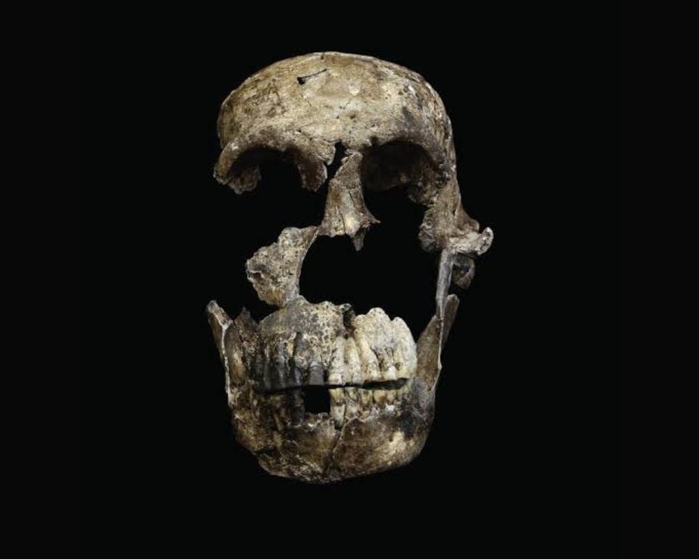 Bones from Homo Naledi and Australopithecus sediba specimens were taken into space.