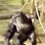 WATCH: Chimp reveals why nature always beats technology