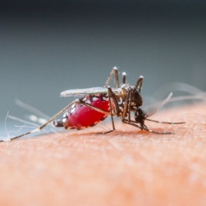 Malaria mosquito from Shutterstock