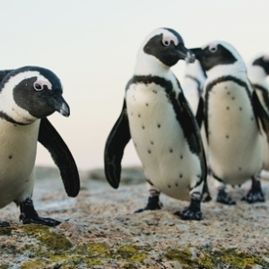 African penguins from Shutterstock