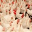 Niger confirms H5N1 bird flu outbreak