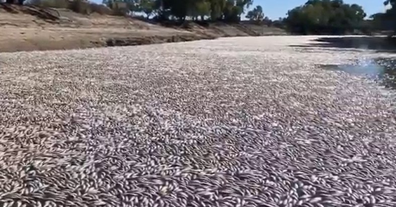 Jutaan ikan mati menyumbat sungai Australia di dekat kota terpencil