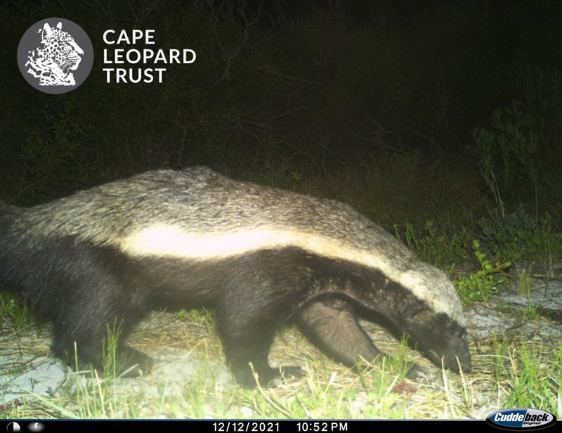 Image: Cape Leopard Trust