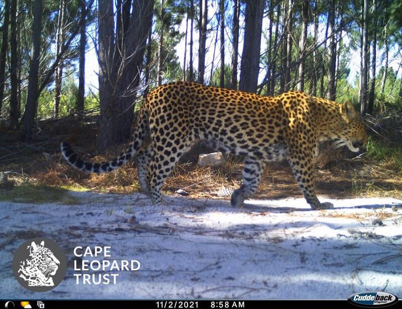 Image: Cape Leopard Trust