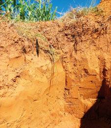 Die watertafelsandgrond van die Wes-Vrystaat is tipies 1,2-1,8 meter diep, en is geneig tot verdigting en versuiping gedurende seisoene met oormatige reënval. FOTO: ANDRÉ NEL