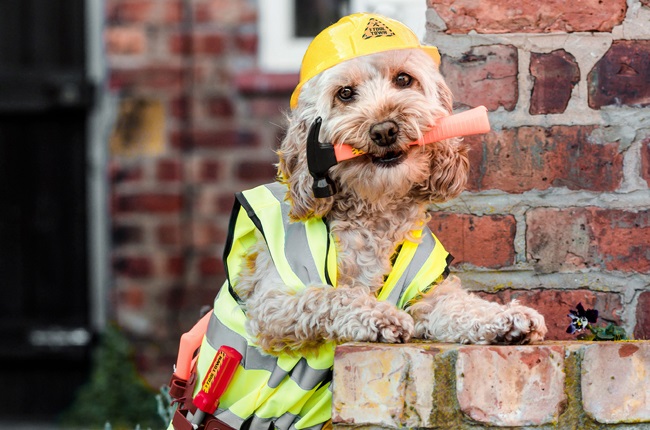 Marley - a six-year-old cockapoo, dressed as a builder.
