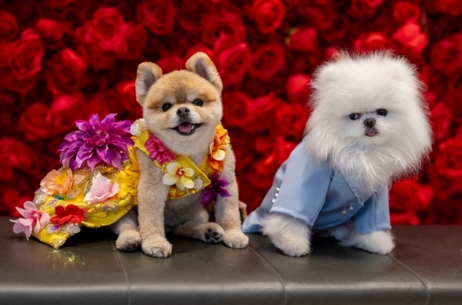 CUTE PICS: These glam pooches look pawsome as they recreate the best Met Gala looks