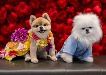 CUTE PICS: These glam pooches look pawsome as they recreate the best Met Gala looks