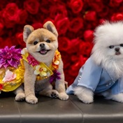 CUTE PICS: These glam pooches look pawsome as they recreate the best Met Gala looks