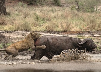 Met my eie oë: Leeus vs buffel, Sabi Sand