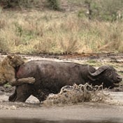 With my own eyes: Lions vs buffalo, Sabi Sand