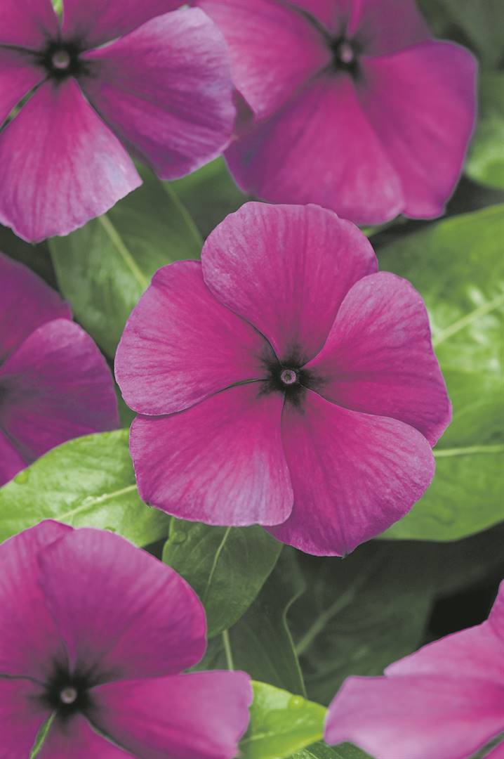 Oasis Horticulture Pty Ltd  VINCA TATTOO BLUEBERRY FLOWERS TO GO 4 CELL  PACK