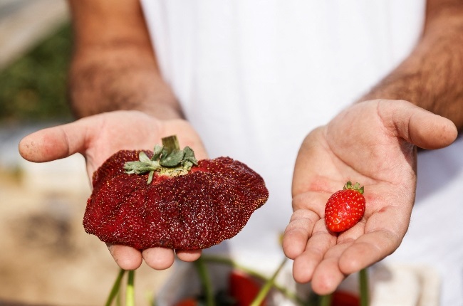 Israeli farmer Tzahi Ariel  shows off his supersized  strawberry compared to a normal size one of the same variety. (PHOTO: GALLO IMAGES/REUTERS)