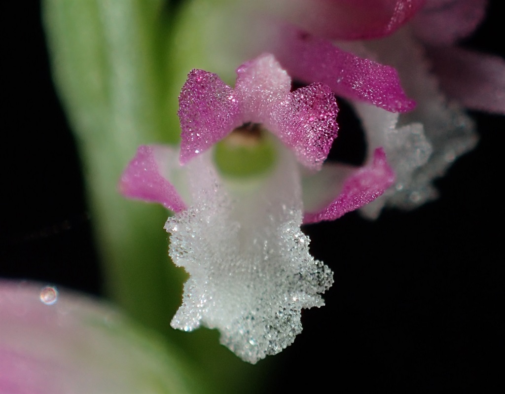 The Spiranthes hachijoensis orchid.