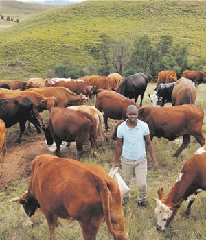 I herd you: Gwede Mantashe’s son, Buyambo, is passionate about farming and is preparing to further his studies in China. Picture: Lucky Nxumalo 
