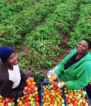 The co-owners of Nwanedi Farms, Angelina Mulaudzi and her sister-in-law Esnath Mulaudzi, pride themselves on the number of jobs they have created since they started their business. Picture: Leon Sadiki