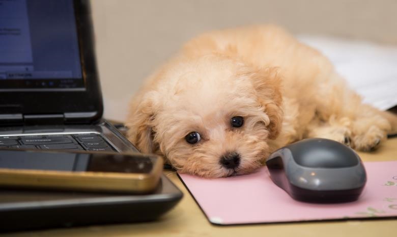 Try out a Bring Your Pet to Work Day and watch employee morale increase. (Shutterstock)