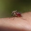 Malaria-proof mosquito may soon be a reality