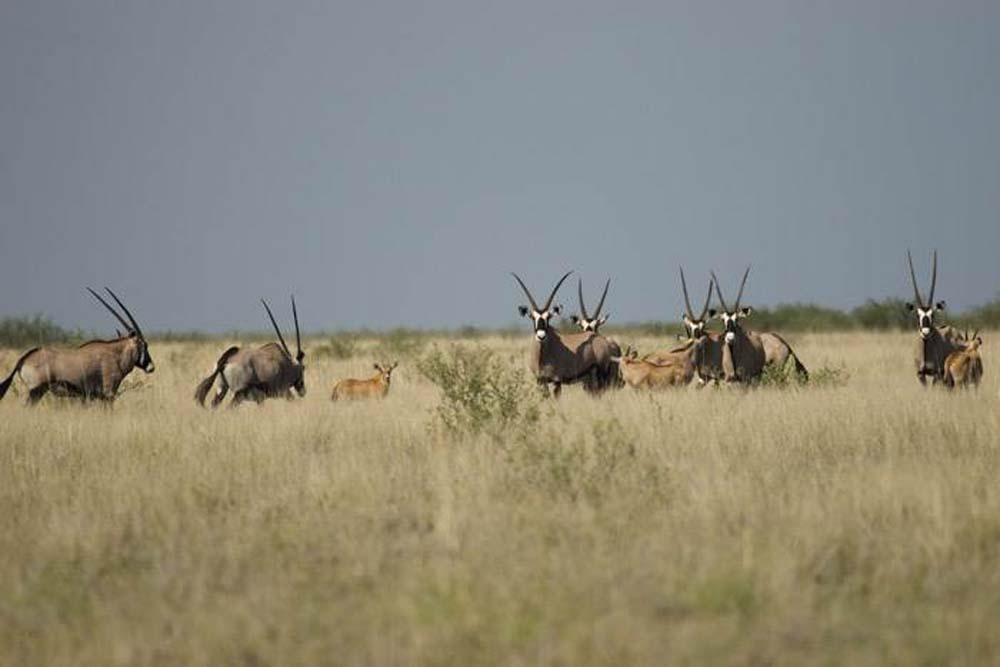 Makgadikgadi Nasionale Park Weg