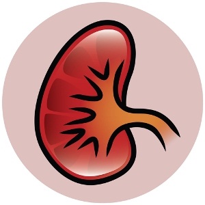 Icon of a kidney from Shutterstock