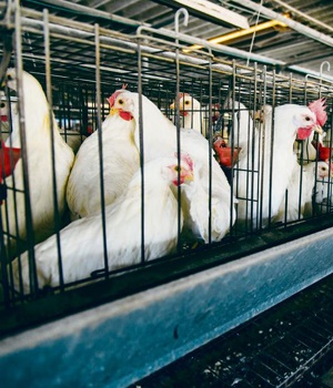 Because of the high demand for chicken in SA, producers often raise their birds in cramped conditions and fatten them up as quickly as possible to spend less money on feed
