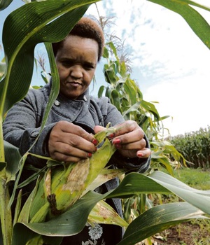 Corn Star: Wiphold Eastern Cape project manager Pinky Matanzima shows off some of the maize being grown in Centane in the Eastern Cape. Picture: Lucky Nxumalo 