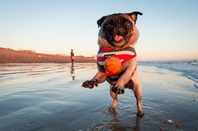 Pug playing catch with his humans at the beach. (PHOTO: GALLO IMAGES/GETTY IMAGES)