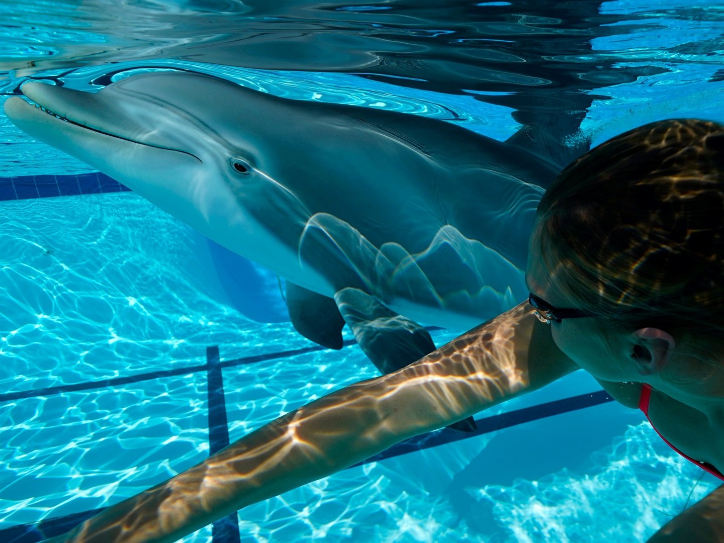 laser dolphin show aquarium