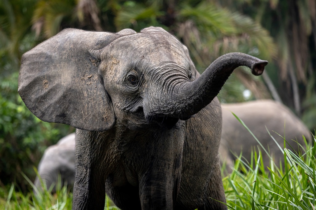 Forest elephants are much smaller in size compared to Savannah elephants, and their ears are an oval shape. (Photo: National Geographic for Disney/Fleur Bone)