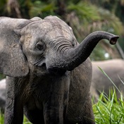 WATCH | This new docuseries will change everything you thought you knew about elephants forever