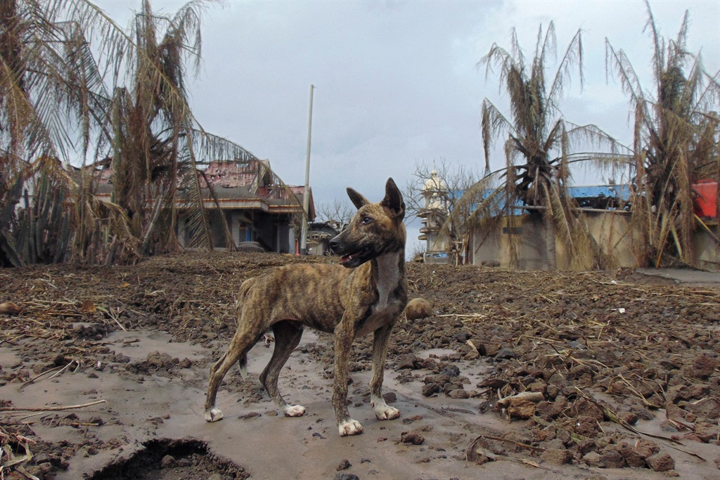 A dog stands in an area affected by the eruption of Mount Ruang volcano in Laingpatehi village in the Sitaro Islands Regency, North Sulawesi province, Indonesia on 3 May 2024