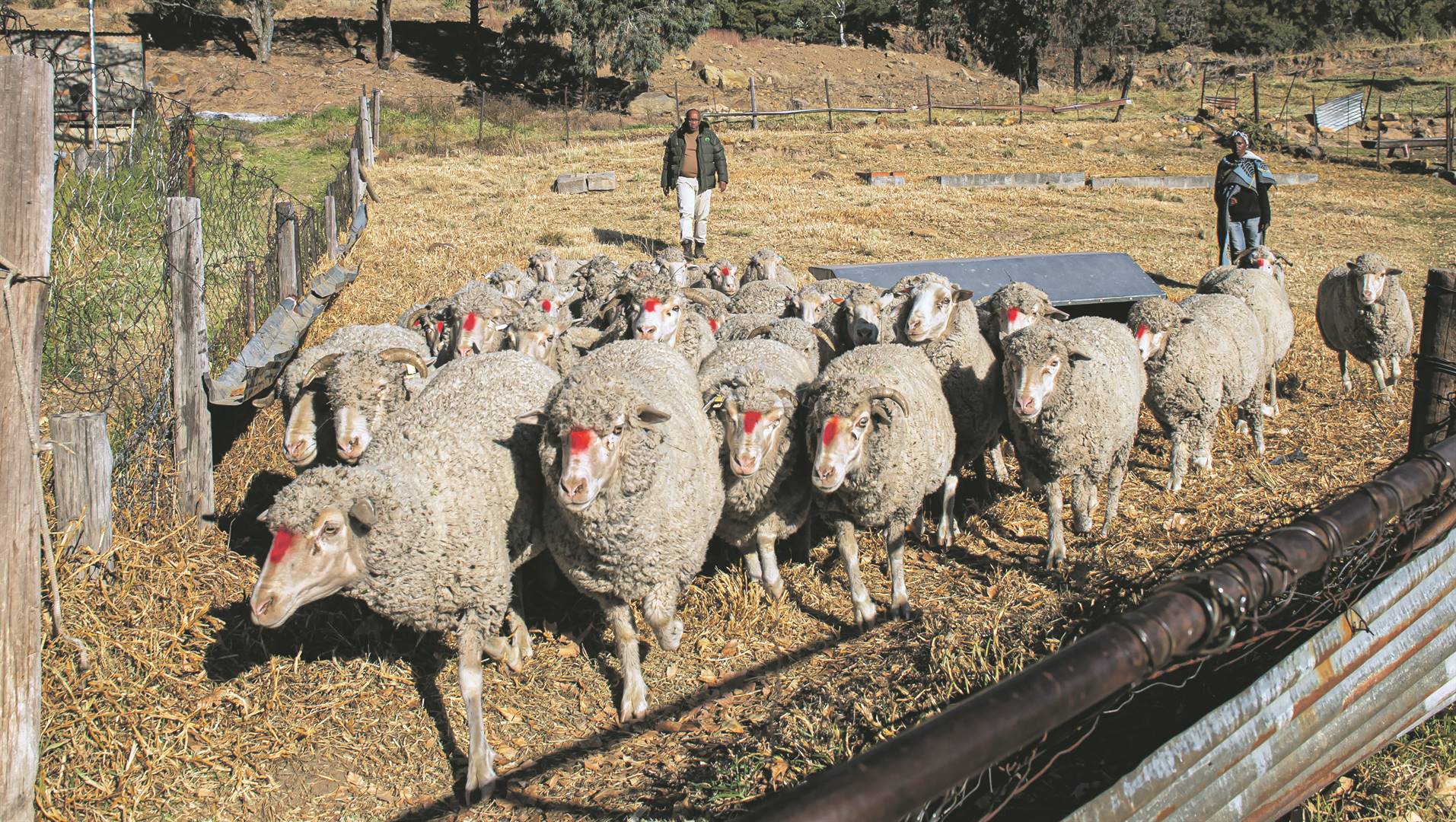 A sheep farmer herds his flock. The price of lamb and mutton may be higher in stores, but farmers are not seeing the profit. Photo: Deon Raath