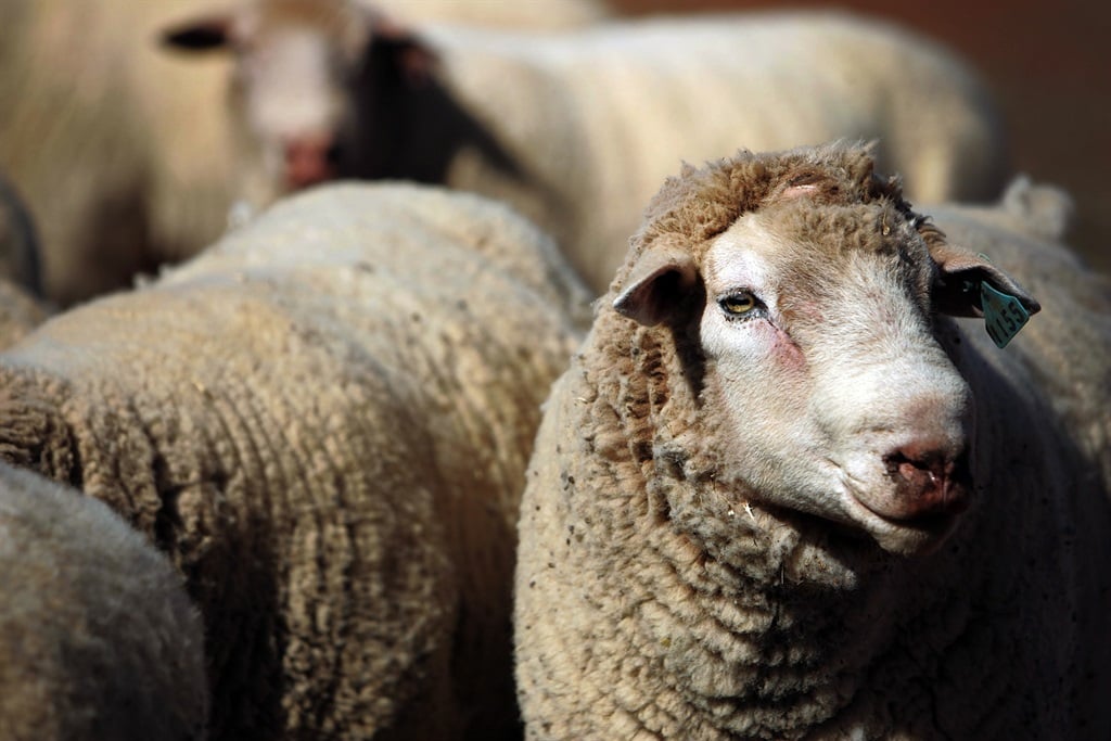 Wet conditions hamper on sheep's ability to put on the desired market weight. (Photo by Lisa Maree Williams/Getty Images)