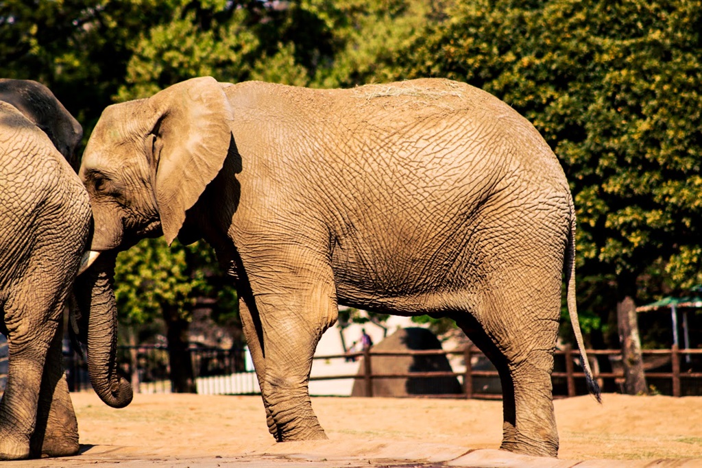 An African elephant.