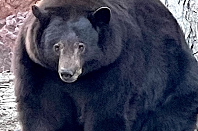 Hank the Tank was originally thought to be the only bear breaking into several properties in the area around Lake Tahoe in the US. (PHOTO: Facebook)
