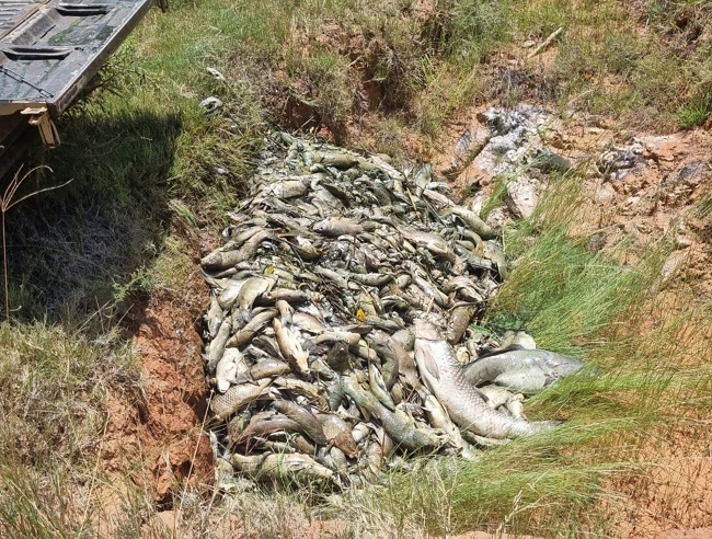 Meer as 3 ton dooie vis van 23 inheemse spesies is uit Loskopdam verwyder en begrawe sedert giftige mynwater op 14 Februarie in die Wilgerivier sowat 60 km stroomop van die dam beland het. Foto: Verskaf