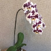 The year of the orchid