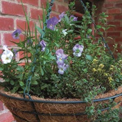 8 Tips to grow your own edible baskets