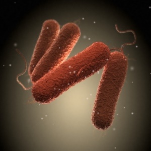Salmonella bacteria – iStock