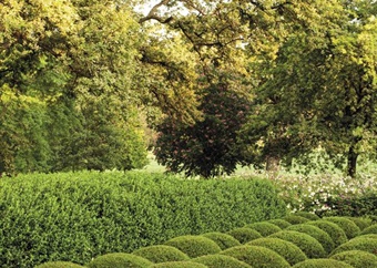 Give your garden structure and interest with topiaries