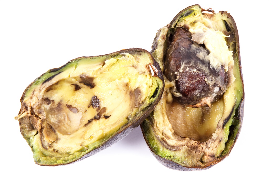 Old wrinkled avocado with mold. (Image: Getty)