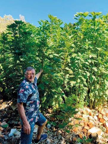 Jurie van der Walt by die marogplante wat gedy op ’n oop erf in Pretoria. Foto’s: VERSKAF