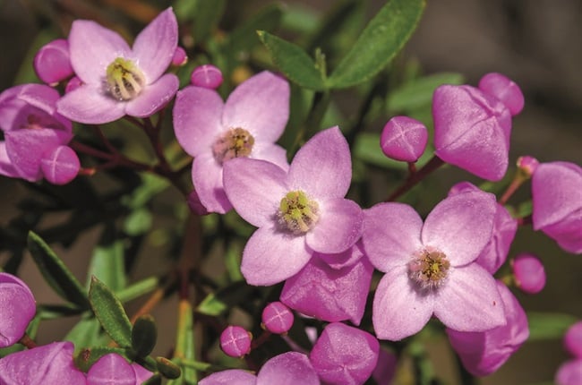 5 Magnificent magentas for your garden
