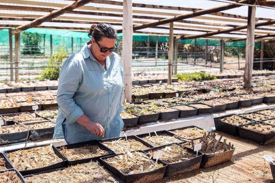 Christine Wiese, manager of the Kokerboom nursery,