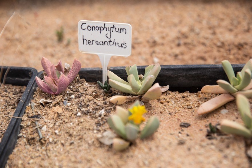 Conophytums is a species of dwarf succulent, many 