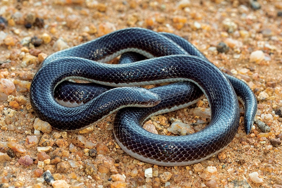 Bibron’s stiletto snake