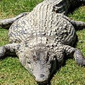 Scientists find crocodile 'virgin birth' at Costa Rica zoo