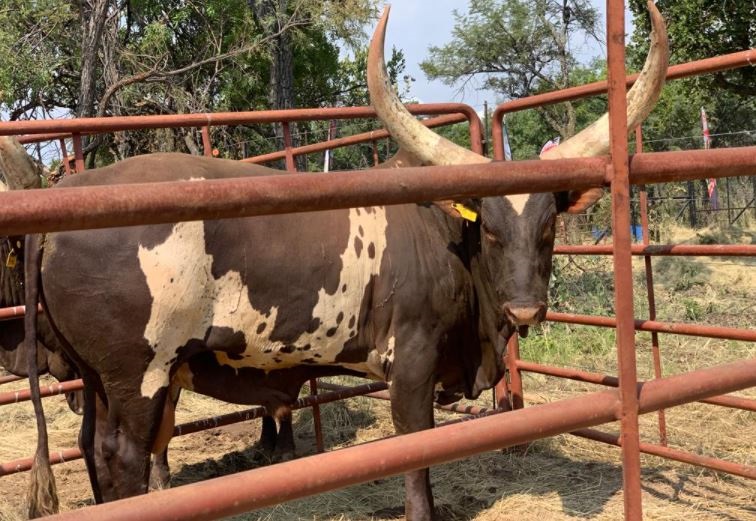 Ramaphosa's Ankole cow. Lot 15 also know as Morogoro (Business Insider)