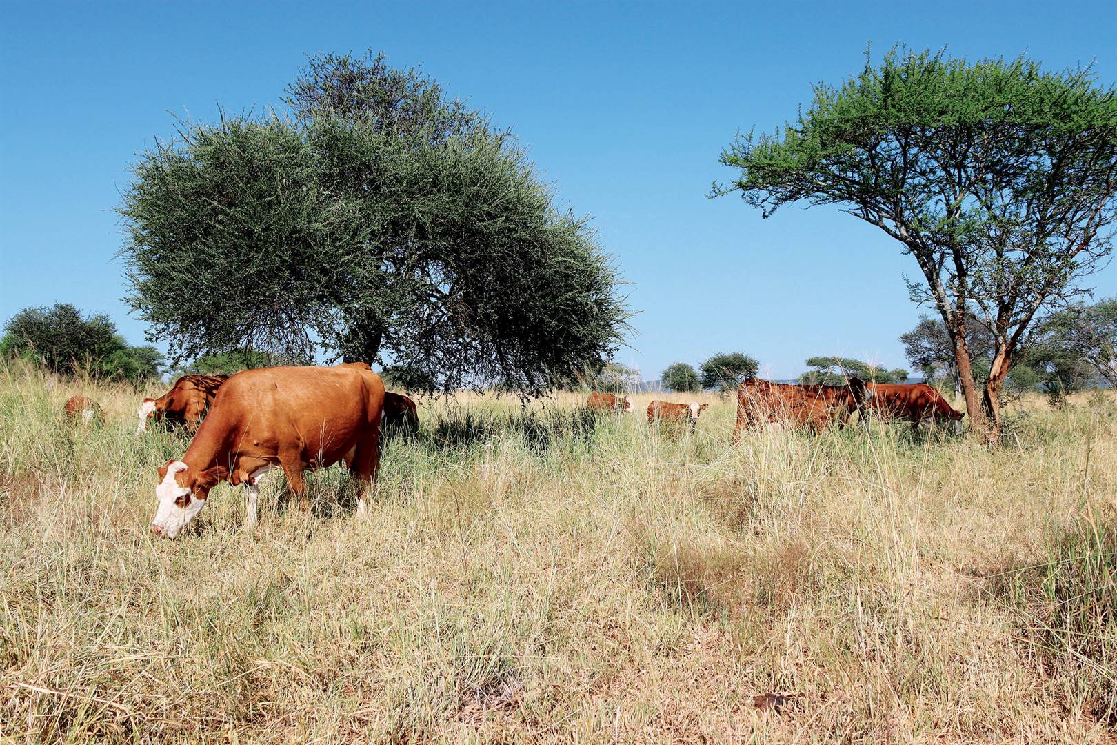 Simmentalers WEI in die tipiese bosveld op die plaas Rhenosterfontein van die Nienabers by Rustenburg. Daar is oorwegend soetgrasse soos bloubuffelgras en reusehanespoor, asook baie vreetbare bosse. Foto:  Gert Nienaber