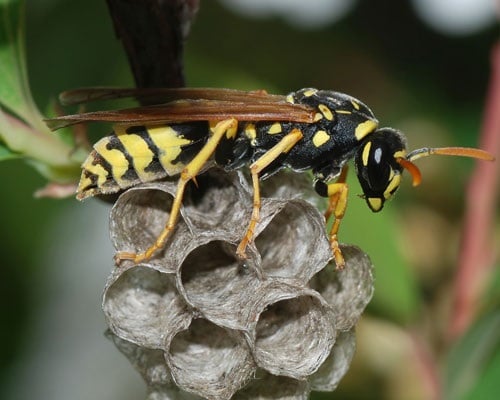 European Paper Wasp (City of Cape Town)